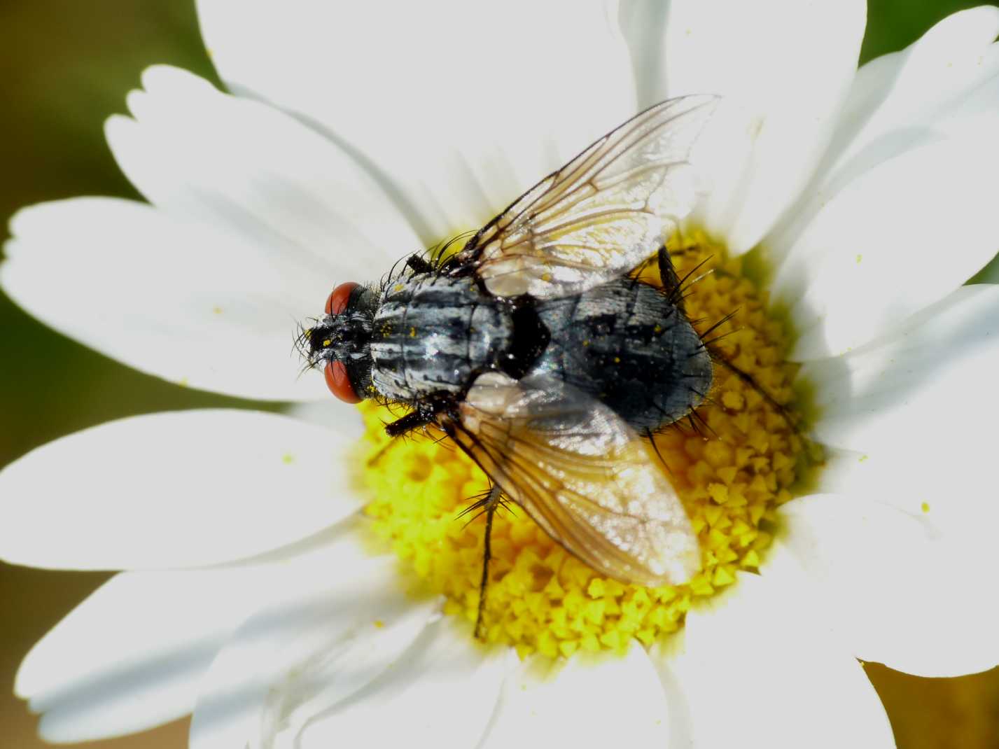 Dittero da determinare Sarcophagidae.